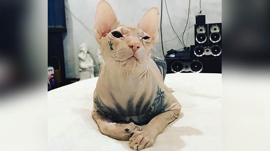 Татуированный лысый кот пропал на Урале
