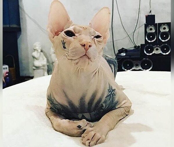 Татуированный лысый кот пропал на Урале