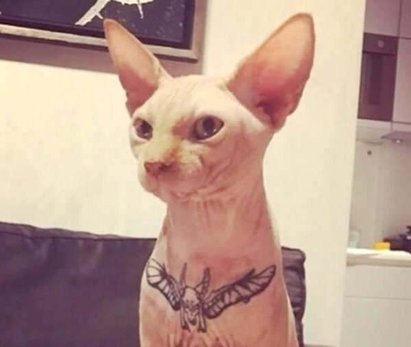 Украинского блогера обвинили в живодерстве из-за сделанной коту татуировки